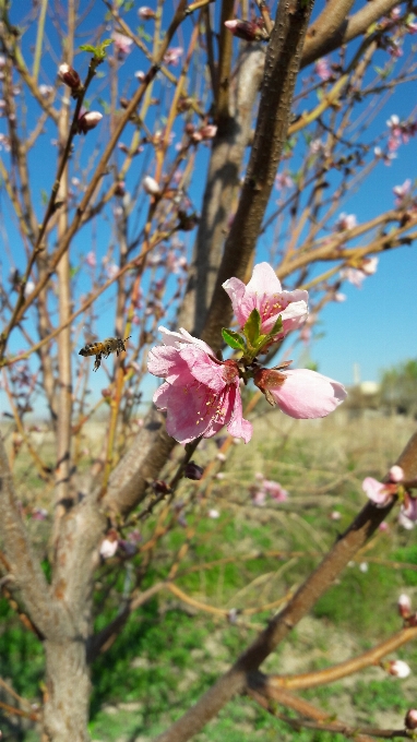 Albero fiore primavera ramo