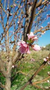 Tree blossom spring branch Photo