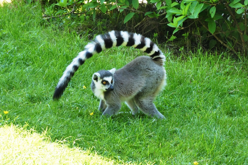 Małpa fauna ssak lemur
