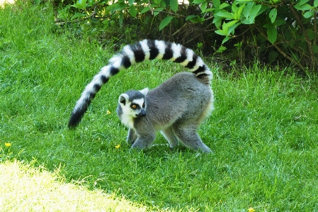 Foto Monyet fauna mamalia kubung
