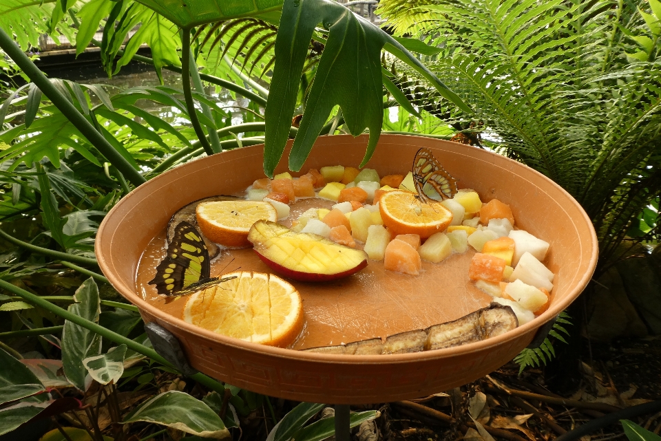 Mariposa alimento fruta planta