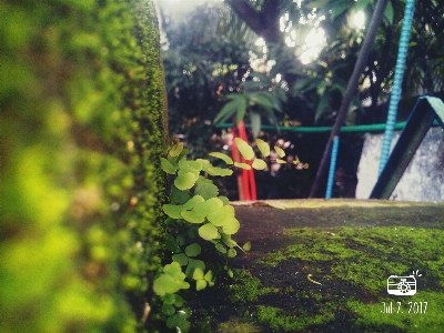 Green plant bangladesh nature Photo