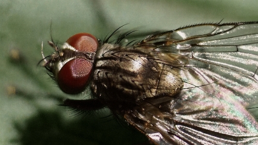 Fliege insekt entomologie
 makro Foto