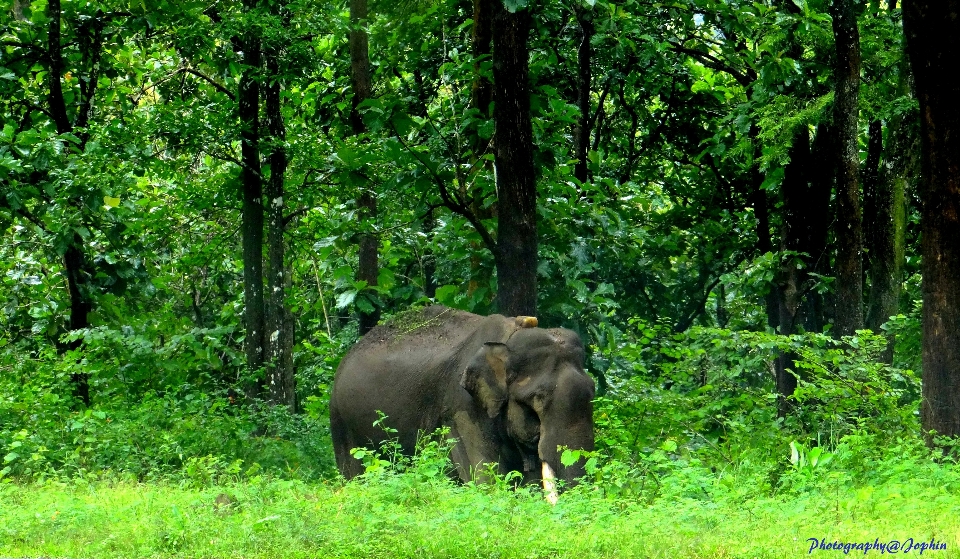 Animales fauna silvestre elefantes y mamuts
 elefante