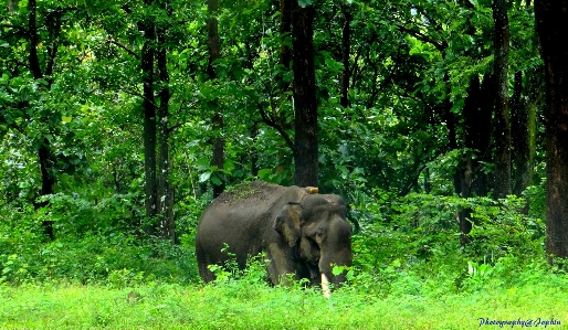 Foto Hewan margasatwa gajah dan mamut
