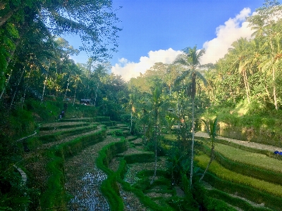 Rice field bali ubud vegetation Photo