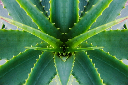 Succulent cactus botany skincare Photo