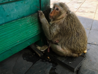 Animal brown cute eating Photo