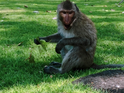 Animal brown cute eating Photo