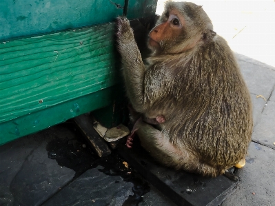 Animal brown cute eating Photo