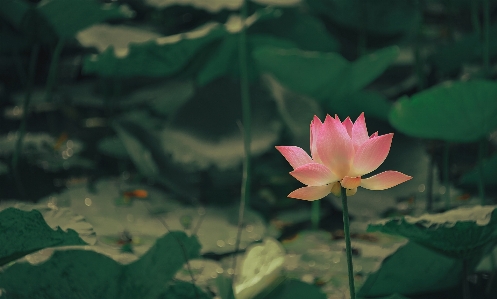 Flower nature lotus sacred Photo