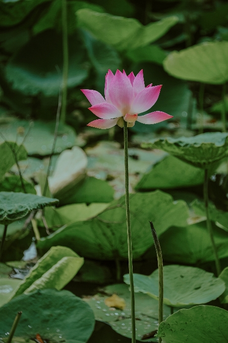 花 自然 植物 ロータス