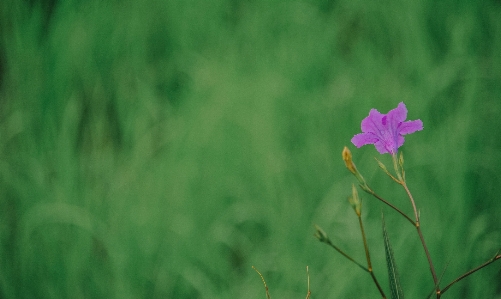 草 自然 花 緑 写真