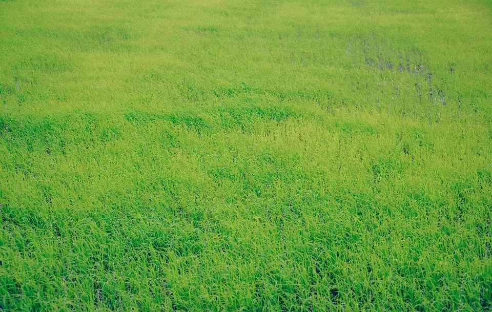 Césped verde pradera
 ecosistema
