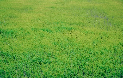 Grass green grassland ecosystem Photo