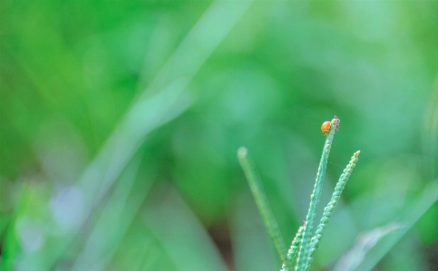 Grass green leaf macro photography Photo