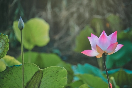 Grass green flower plant Photo