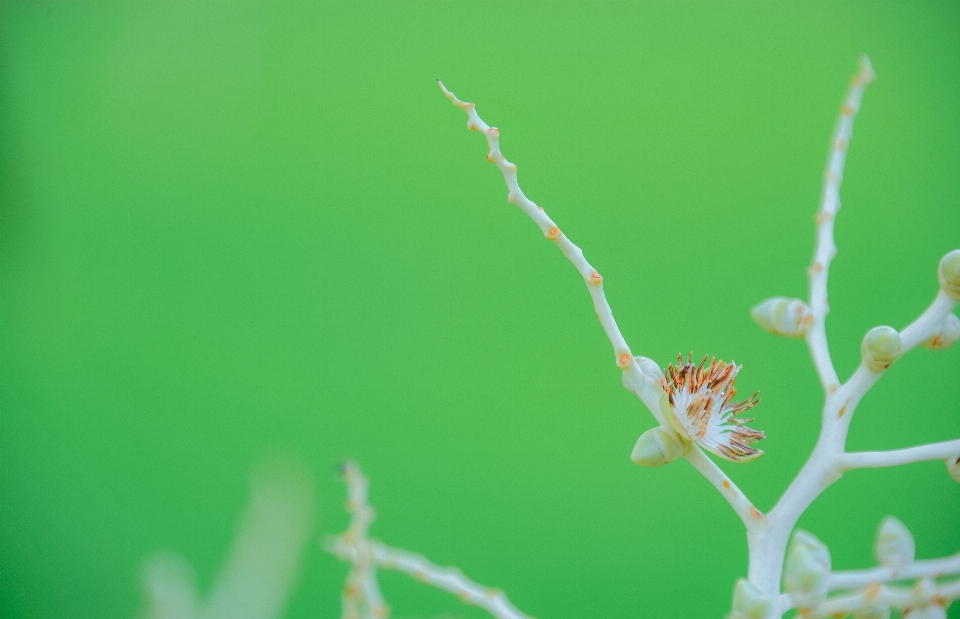 Rumput hijau bunga fotografi makro
