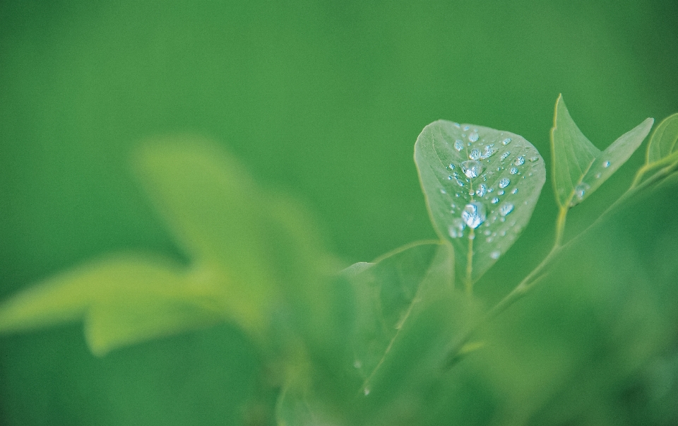 Grass green water leaf