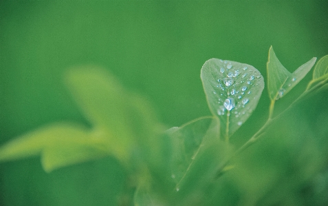 Grass green water leaf Photo