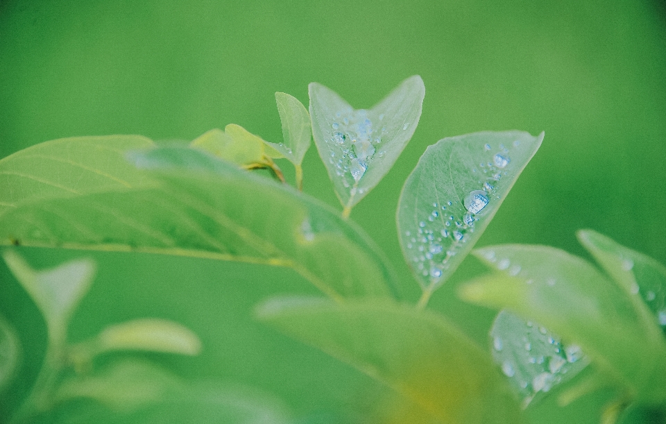 Grass green water leaf