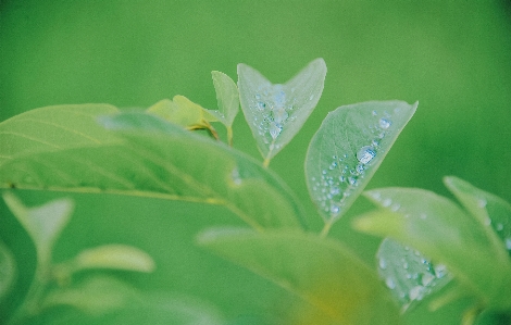 Grass green water leaf Photo