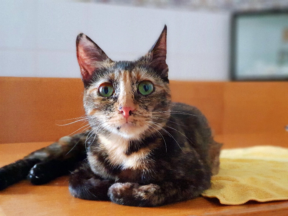 Gato gatos pequeños a medianos
 bigotes
