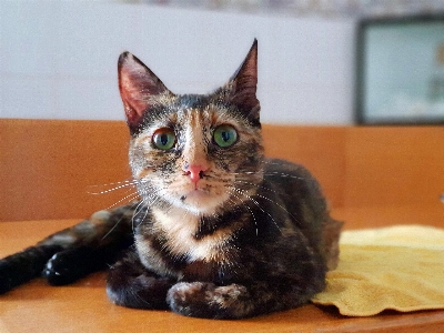 Foto Kucing berukuran kecil hingga sedang
 cambang
 naga li
