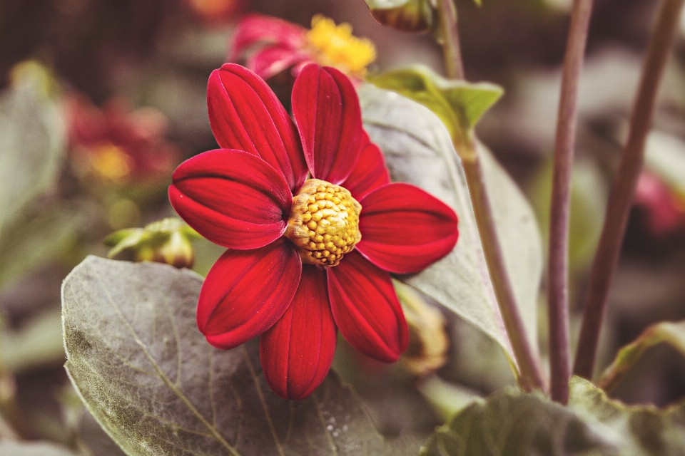 Flowers leaf nature flower