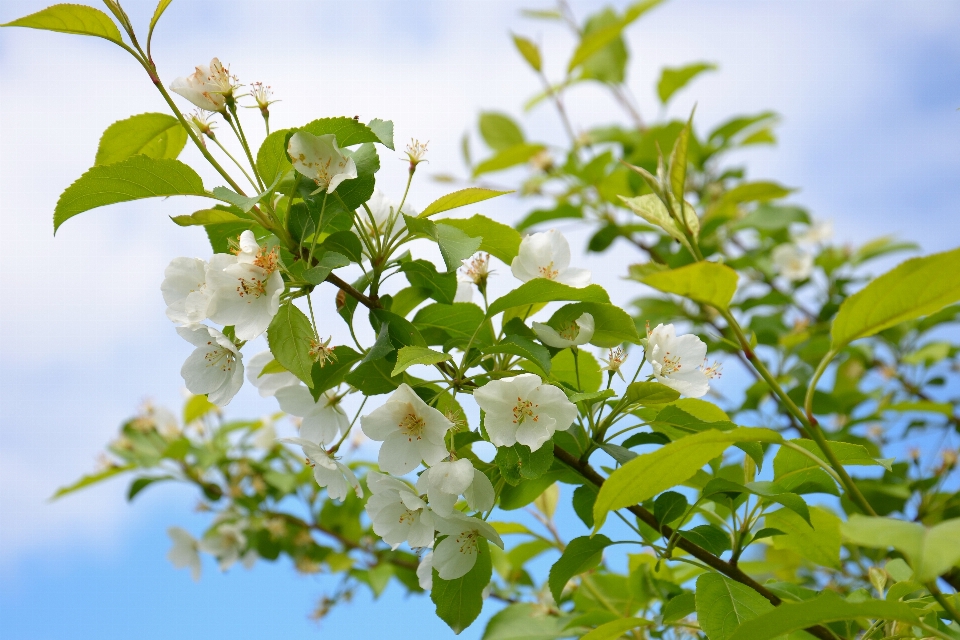 árbol de manzana
 floración verano