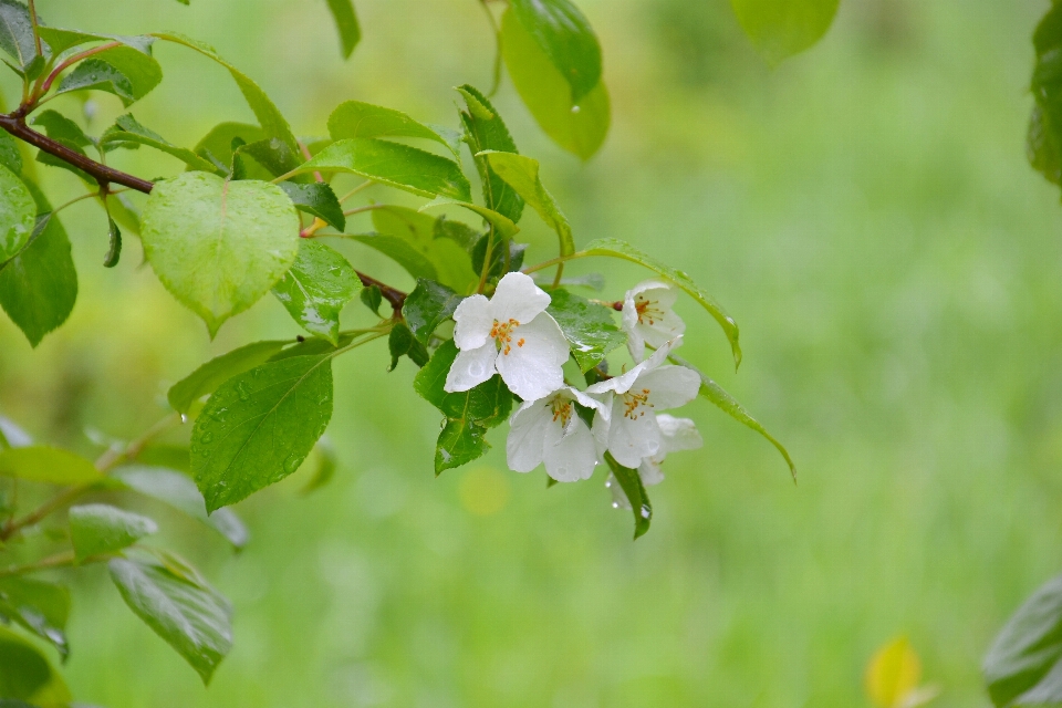 Apple tree rain after