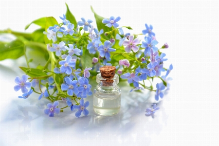 Essential oil cosmetic cosmetology brunnera Photo