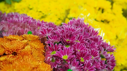 花屋 花 植物 フローラ 写真