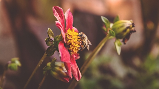 Flower bee red flora Photo