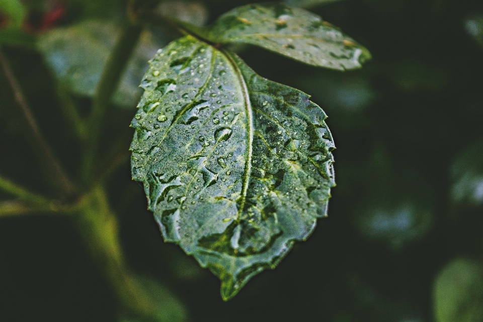 Natura kropla deszczu liść zielony