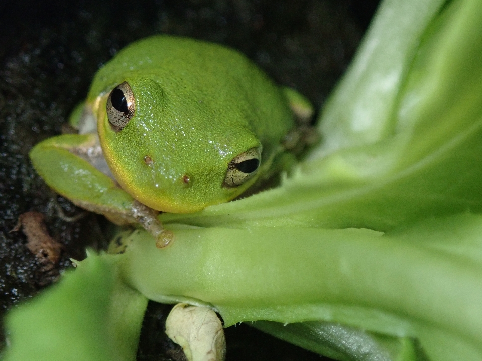 Rana anfibio de árbol
 ranidae
