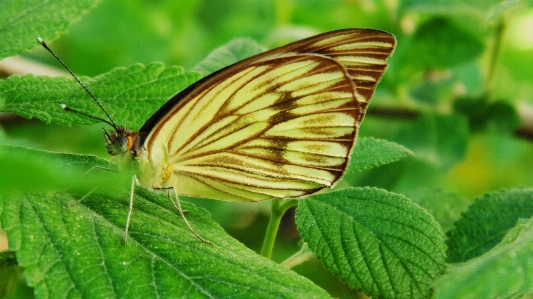 Butterfly bugs bug landscape Photo