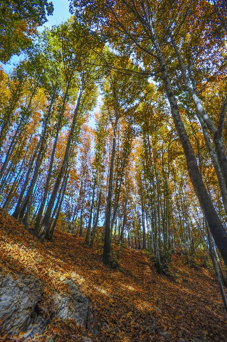 Autumn woodland nature tree