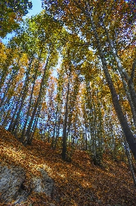 Autumn woodland nature tree Photo