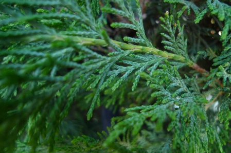 Cypress tree nature branch Photo