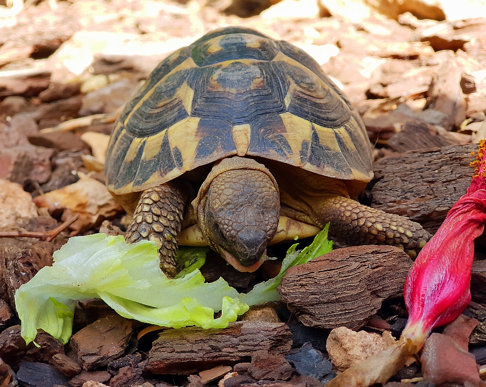 Schildkröte wenig natur emydidae
