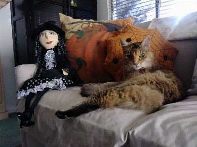 Cat halloween witch holiday Photo