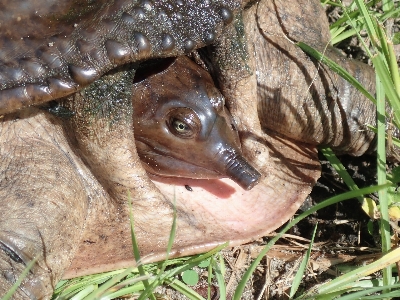 Turtle reptile terrestrial animal tortoise Photo