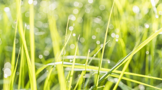 Grass green water family Photo