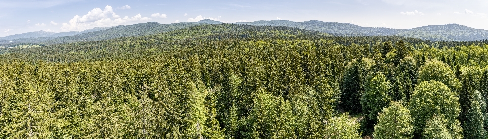 Ecosystem vegetation tropical and subtropical coniferous forests spruce fir forest