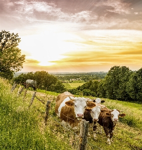 Grassland sky pasture cloud Photo