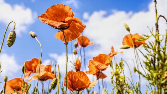 Flower wildflower poppy spring Photo