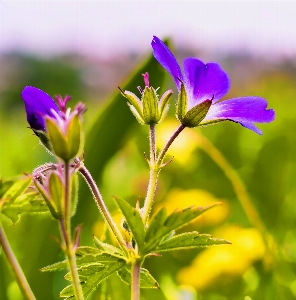 Flower flora plant purple Photo