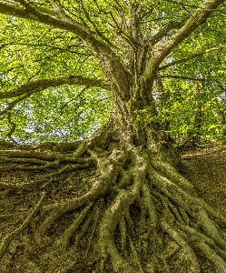 Tree green nature vegetation Photo