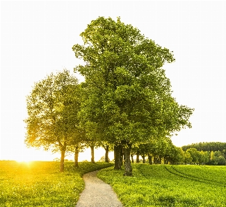 Tree nature woody plant grass Photo